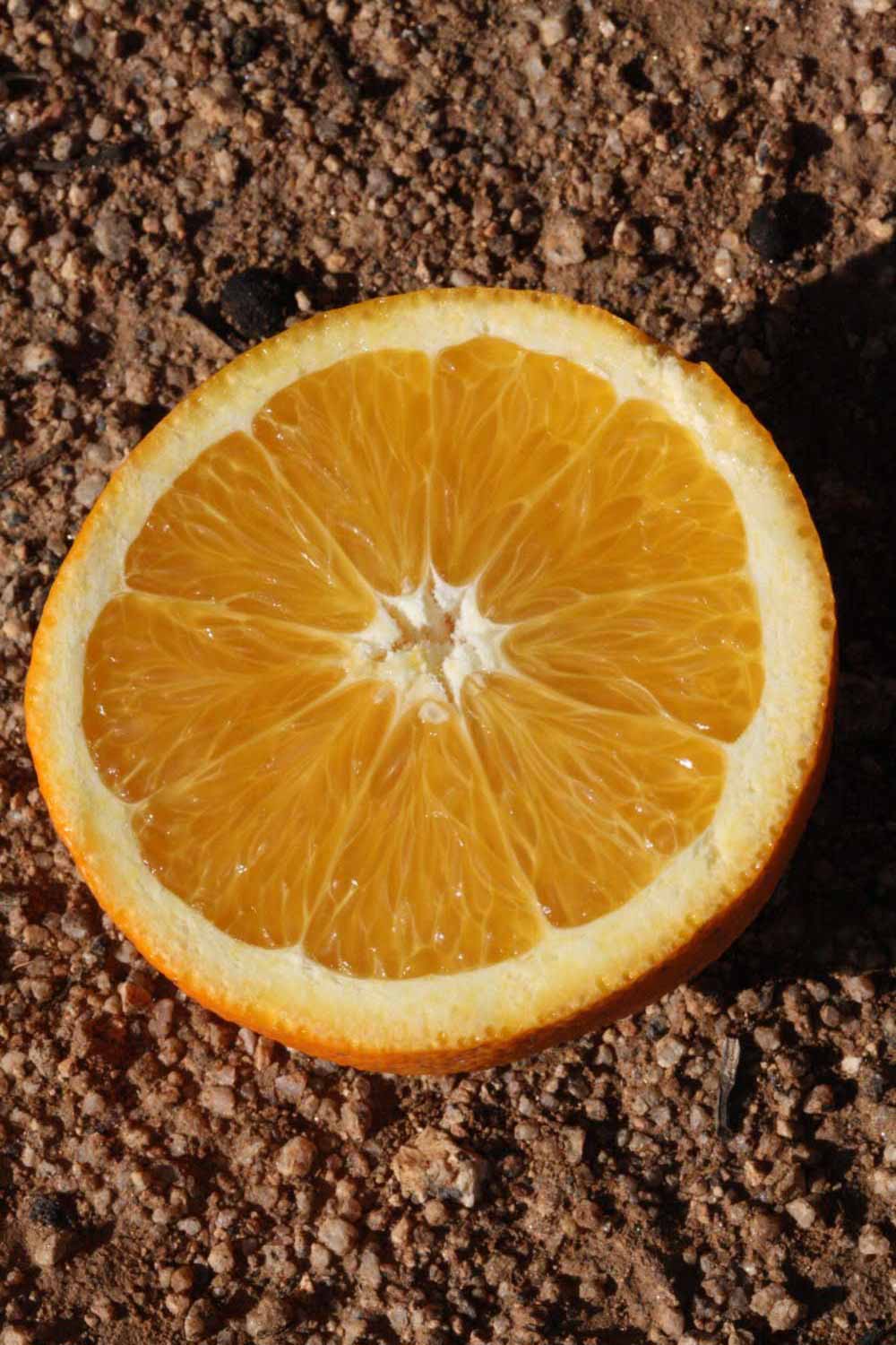              Fruit cross-section of  Citrus sinensis         (Bahianinha Araras, Riverside, CA)       